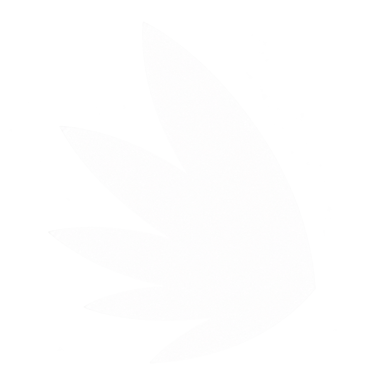 colibri-blanco